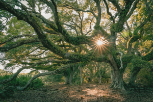 Ancient oak hammock project in the Northern Everglades